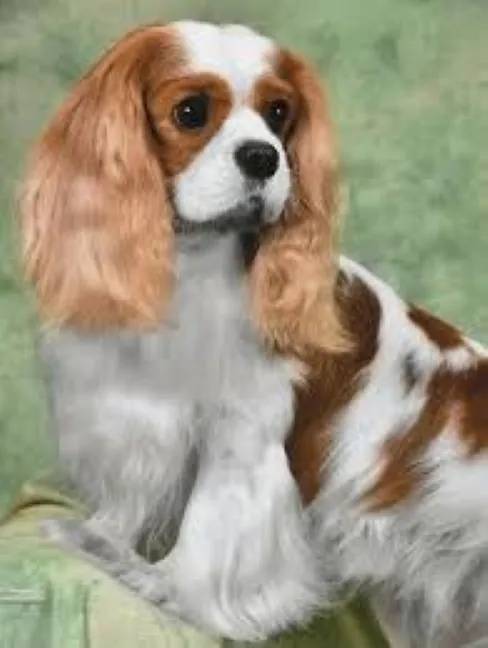 Archie