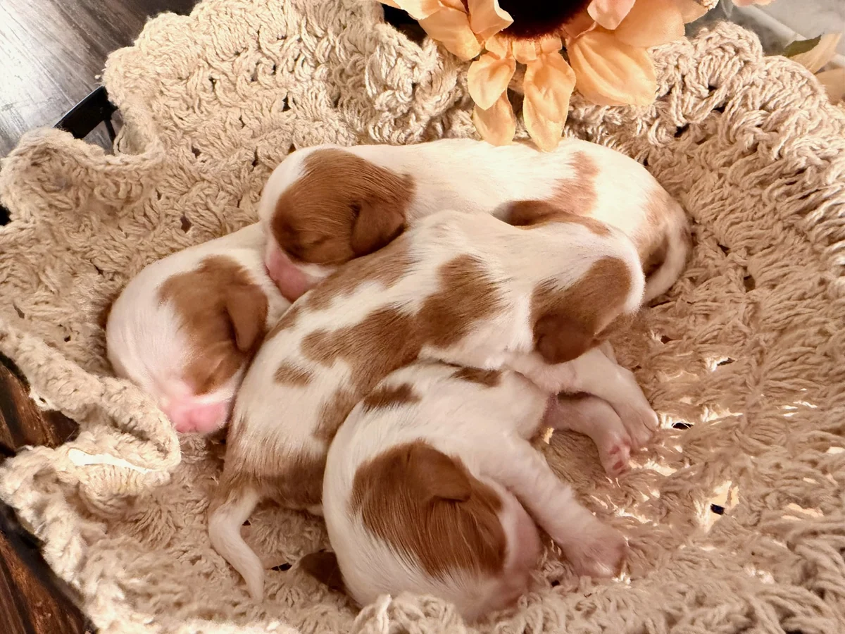The September litter curled up together beside a sunflower
