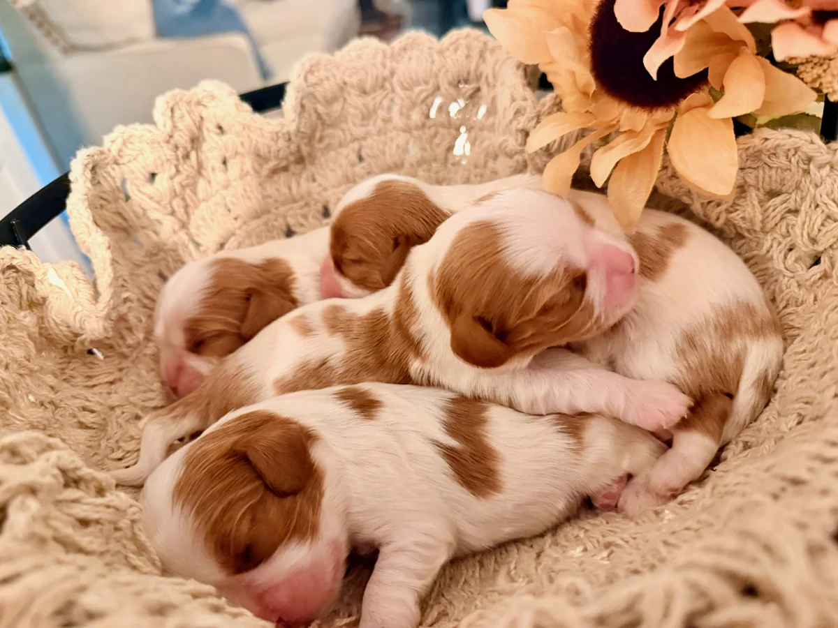 Four Blenheim Cavalier puppies asleep together in a crocheted basket