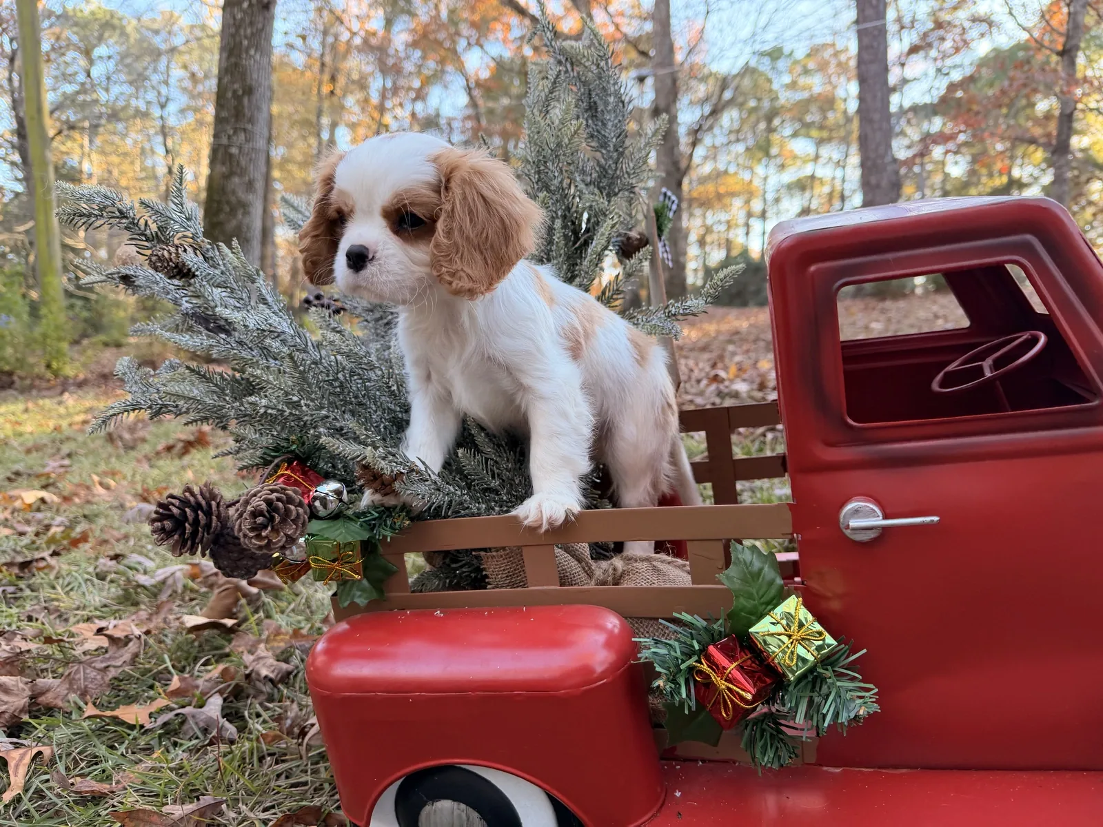 Ellie litter