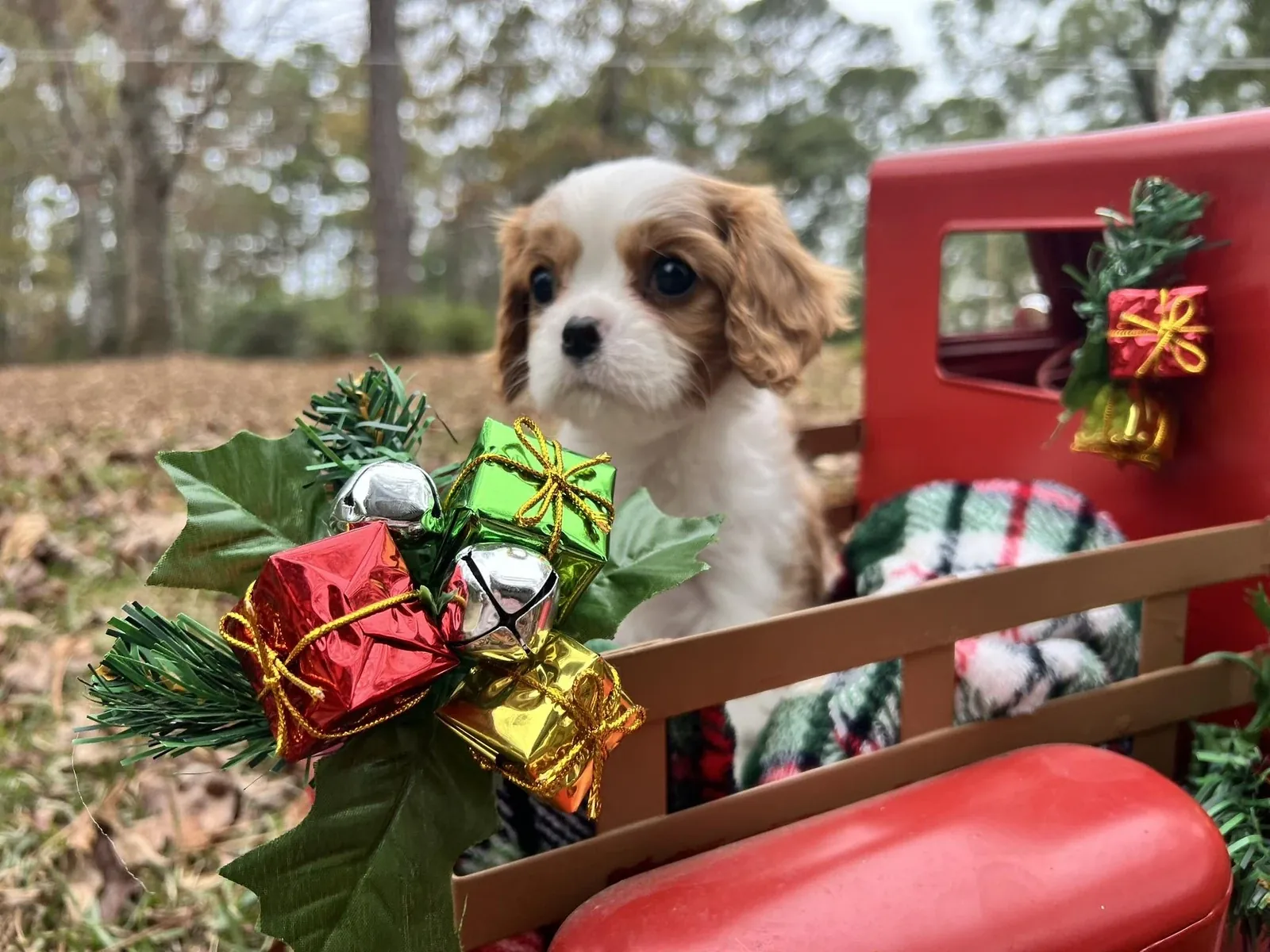 Harper litter