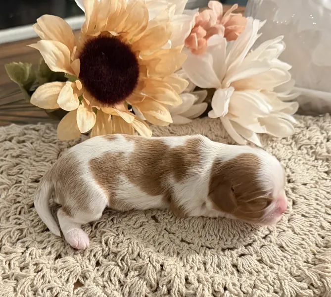 Nellie, September 2026 litter