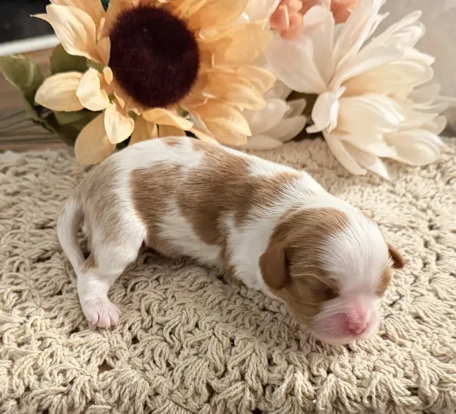 Nellie, September 2026 litter