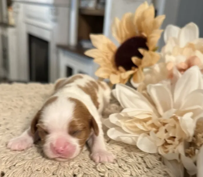 Nellie, September 2026 litter